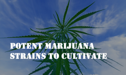 potent marijuana strains, growing marijuana