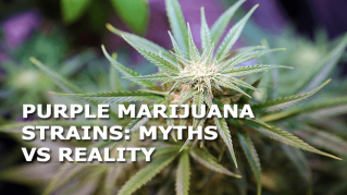 purple marijuana strains myths vs realit