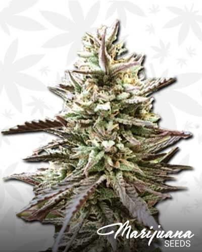 Mango Sherbet