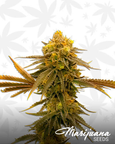 Orange Skunk | Marijuana Seeds