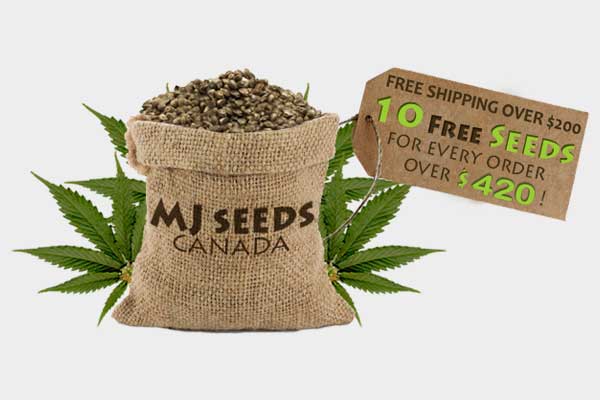 mj seeds canada