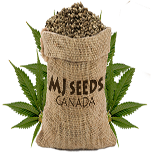 mjseeds_logo