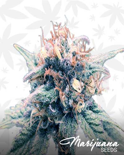 3 OGs 2 Marijuana Seeds