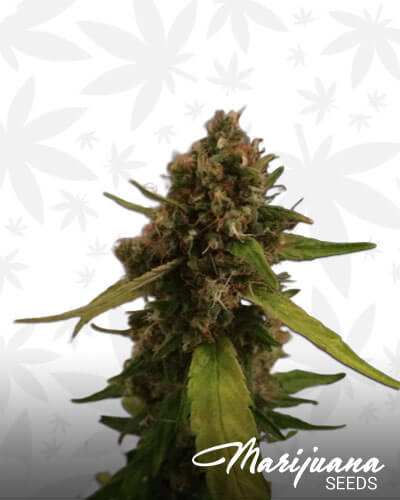 3D CBD