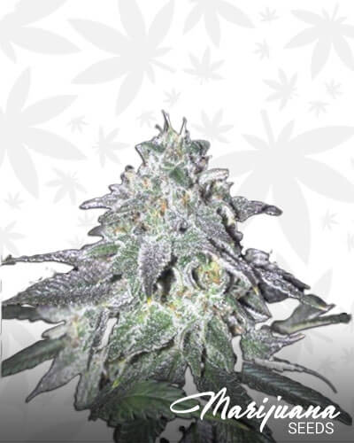 420