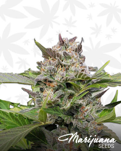 517 Headband