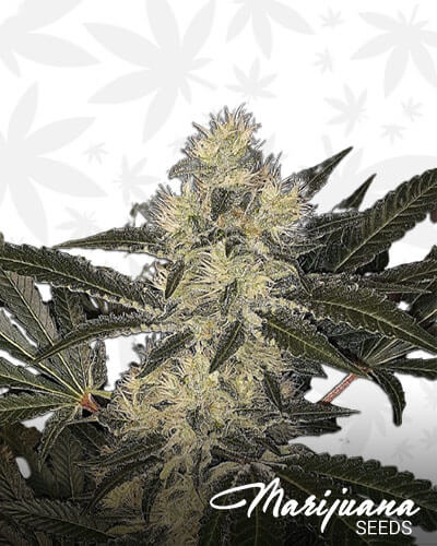 8 Ball Kush
