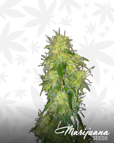 AK 49