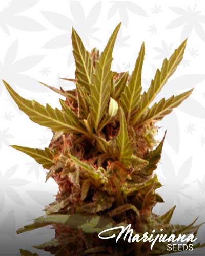AK Mir Marijuana Seeds