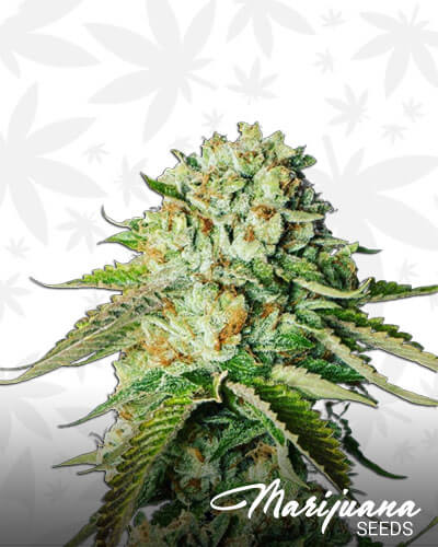 Ace Killer OG