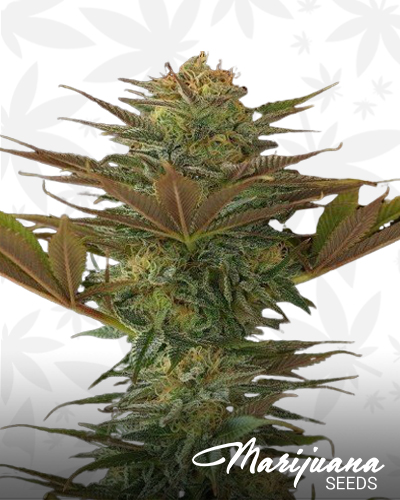 Afghani Lights