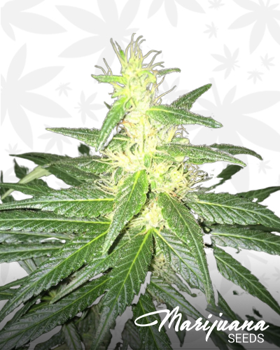 African Haze