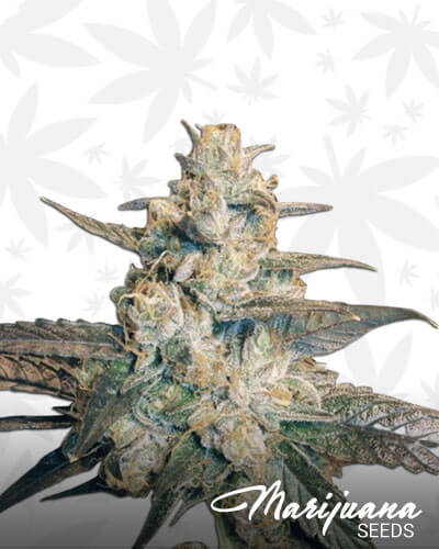 Auto Berry