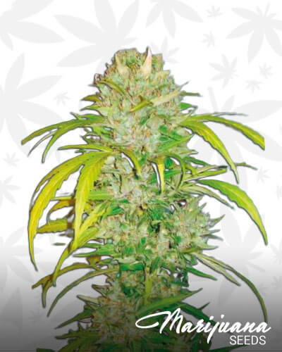 Auto Big Angel