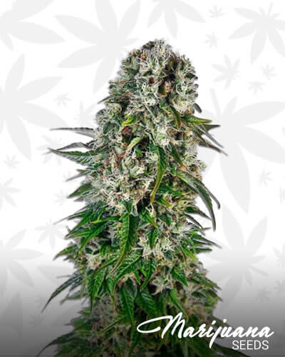 Auto Big Bud