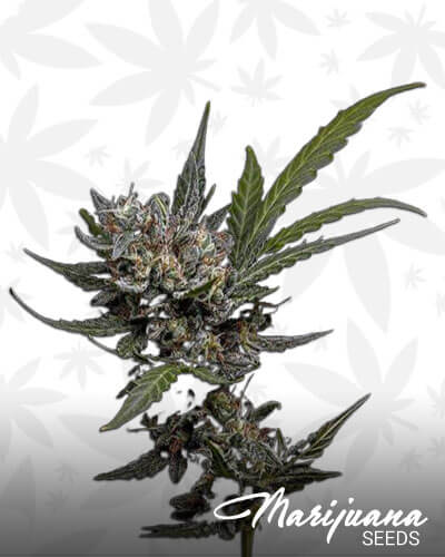 Auto Big Devil Kiss