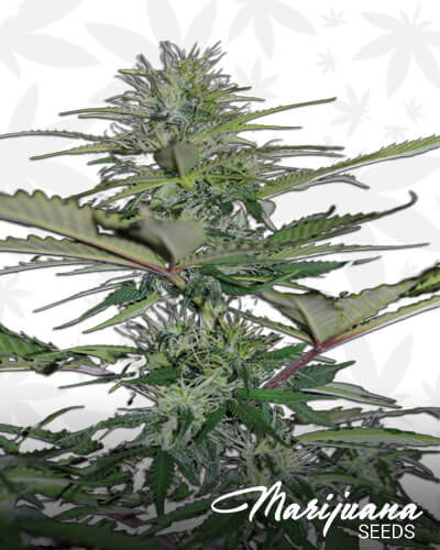 Auto Bilberry