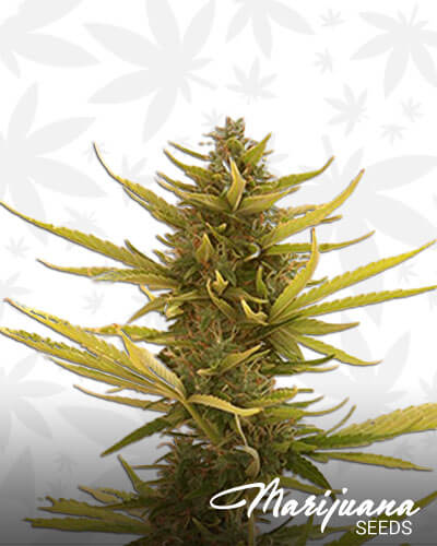 Auto Black Banana