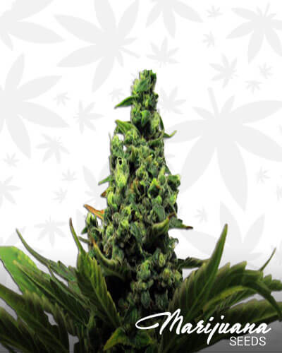 Auto Black Domina Explosion