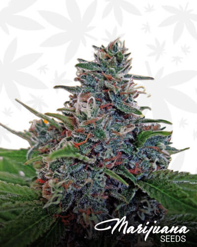 Auto Blue Amnesia