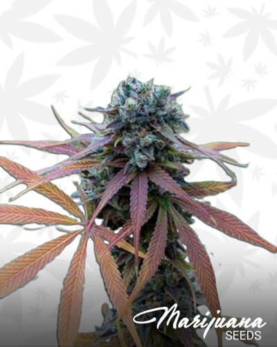 Auto Bluekush 1