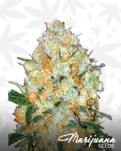 Auto Bubblegum Pro Aka Auto Bubblegum 1 1