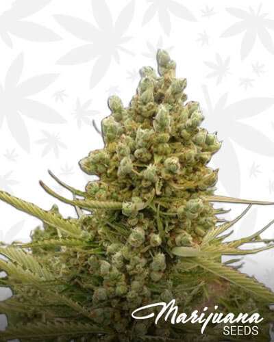 Auto Malawi x Northern Lights Feminized