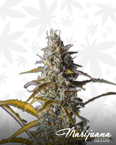 Auto Melon Gum