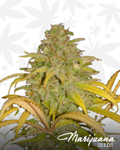 Auto Northern Cream
