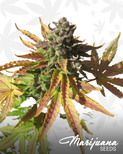 Auto Pink Grapefruit