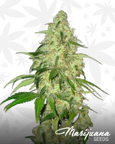 Auto Super Bud