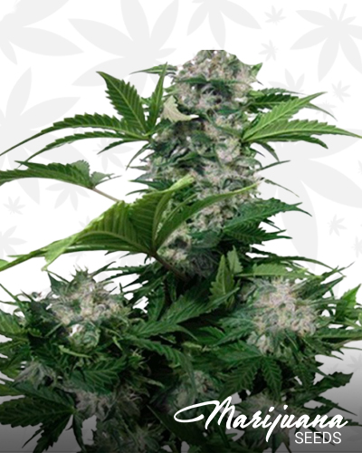 Auto Super Dwarf