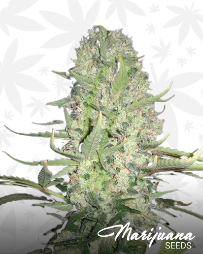 Auto Super Skunko