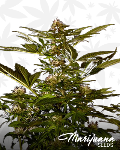 Auto WinWeed CBD