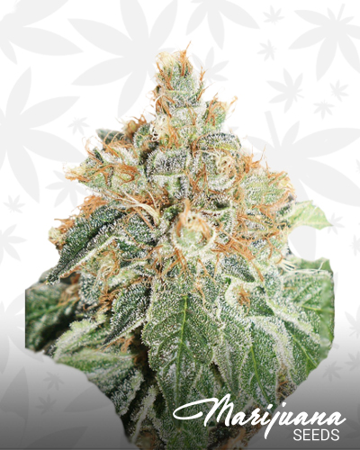 AutoColorado Cookies