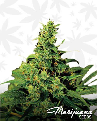Automatic London Skunk