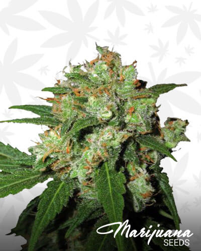 Automatic Skunk