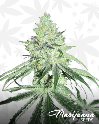 Casper OG