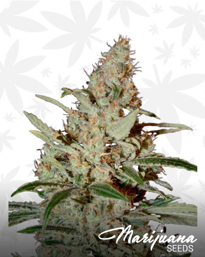 Chem D.O.G.