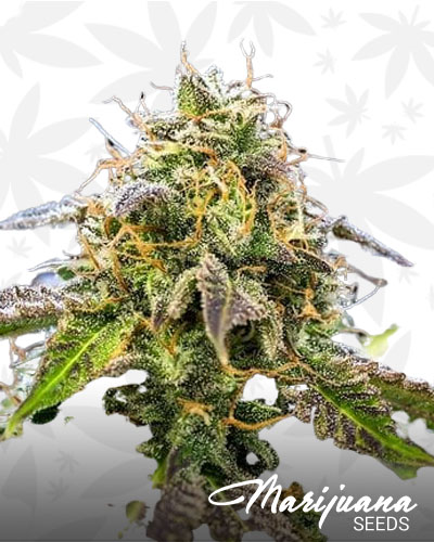 Chem Scout