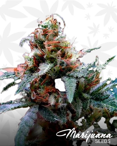 Chemo