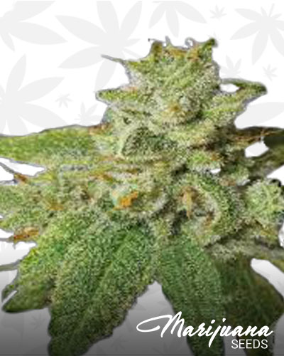 Cherry Moon Pie