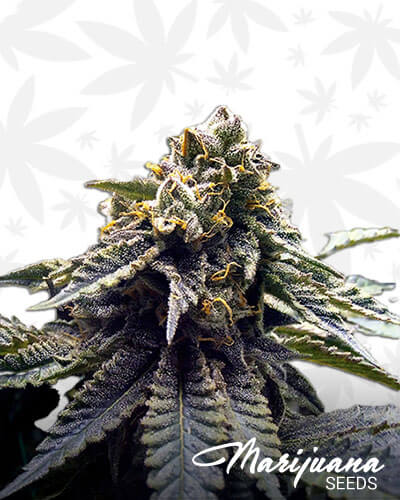 Chocolate OG