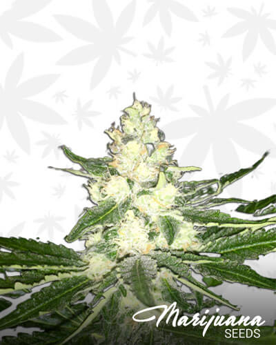 Church OG