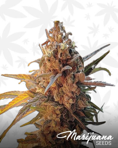 Confidential Cookies