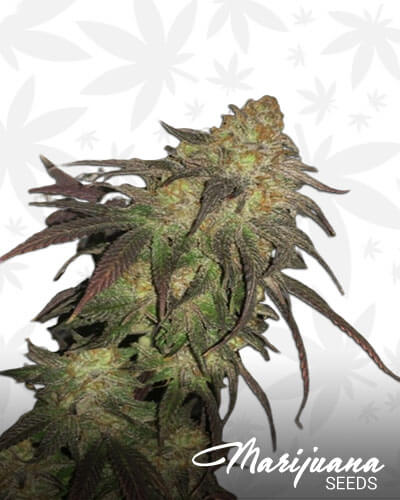 Conspiracy Kush