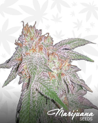 Corleone Kush