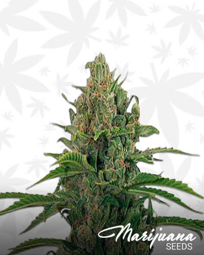 Critical Kush
