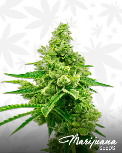 Critical Mass