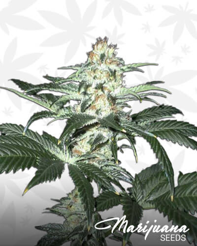 Critical Sensi Star